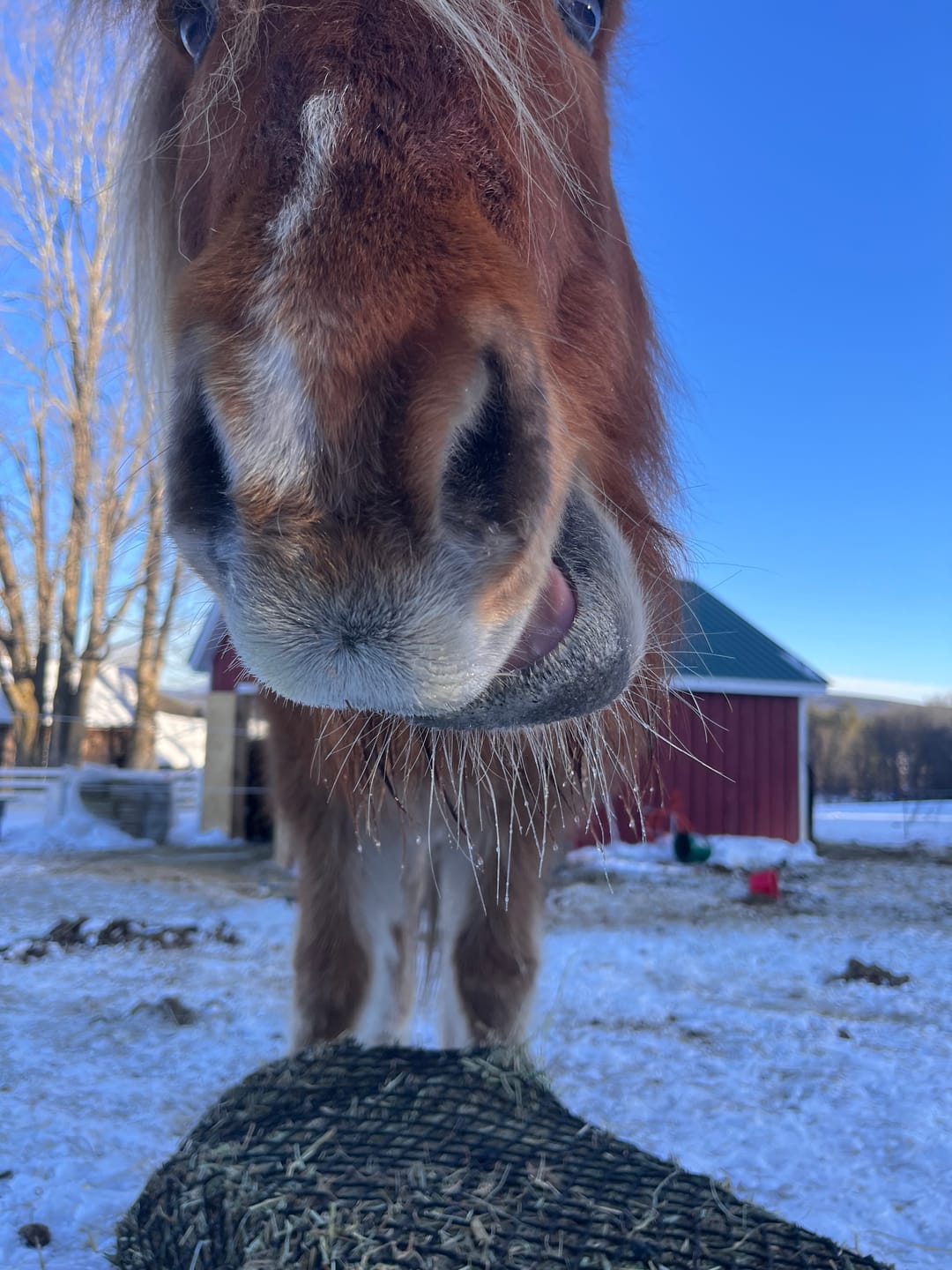 Customer photo review of Timothy Orchard Grass Hay (Click here for Qty Discount) Grass Hay (Buy More - Save More)(Includes delivery too!)