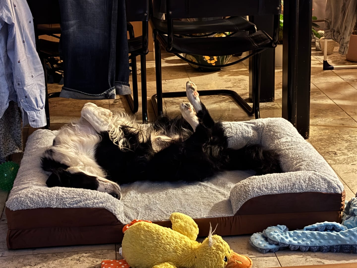 Customer photo review of Pet Perfect Orthopedische Hondenmand - Model 3