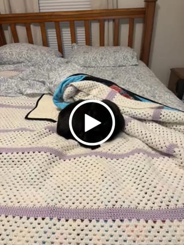 Customer video review of 2x Blisso Advanced Cat Probiotic | Cat Probiotic for Diarrhea & Kidney Support