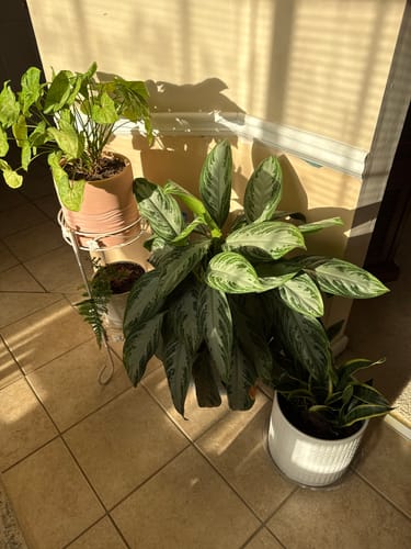 Customer's healthy houseplants in a sunny corner after treatment with the Houseplant Pest Spray.
