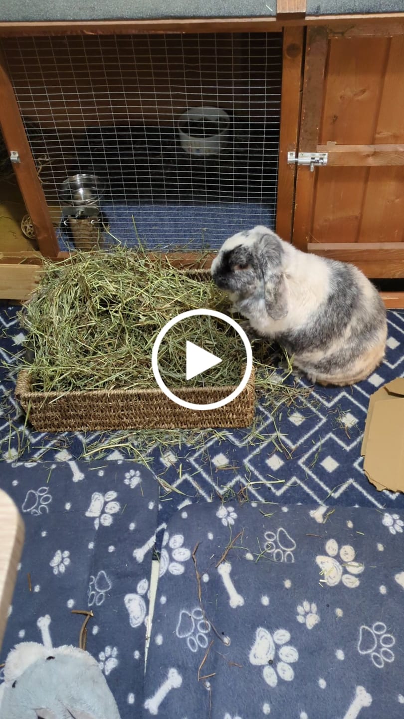 Customer video review of Second Cut Timothy Hay - Ultra Premium Canadian Hay for Rabbits and Guinea Pigs