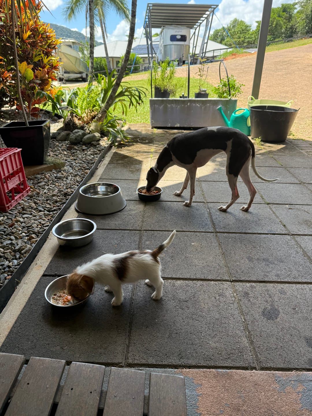 Customer photo review of Primal Raw Green Tripe | Immune & Digestive Health Dogs & Cats