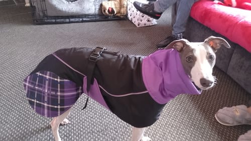 Customer photo review of Felton - Sighthound Coat with Underbelly and Harness Hole