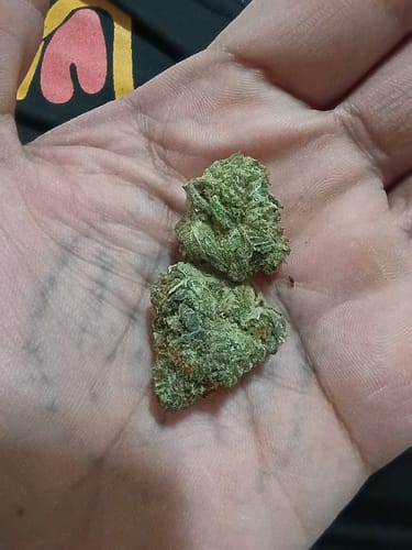Customer photo review of Tahoe OG - 4 Grams - Indica