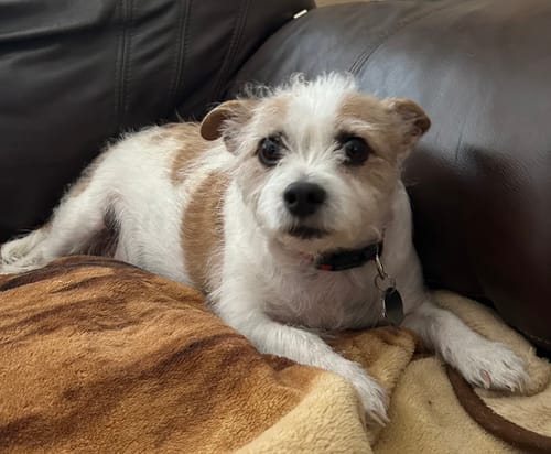 Customer photo review of ProDenta