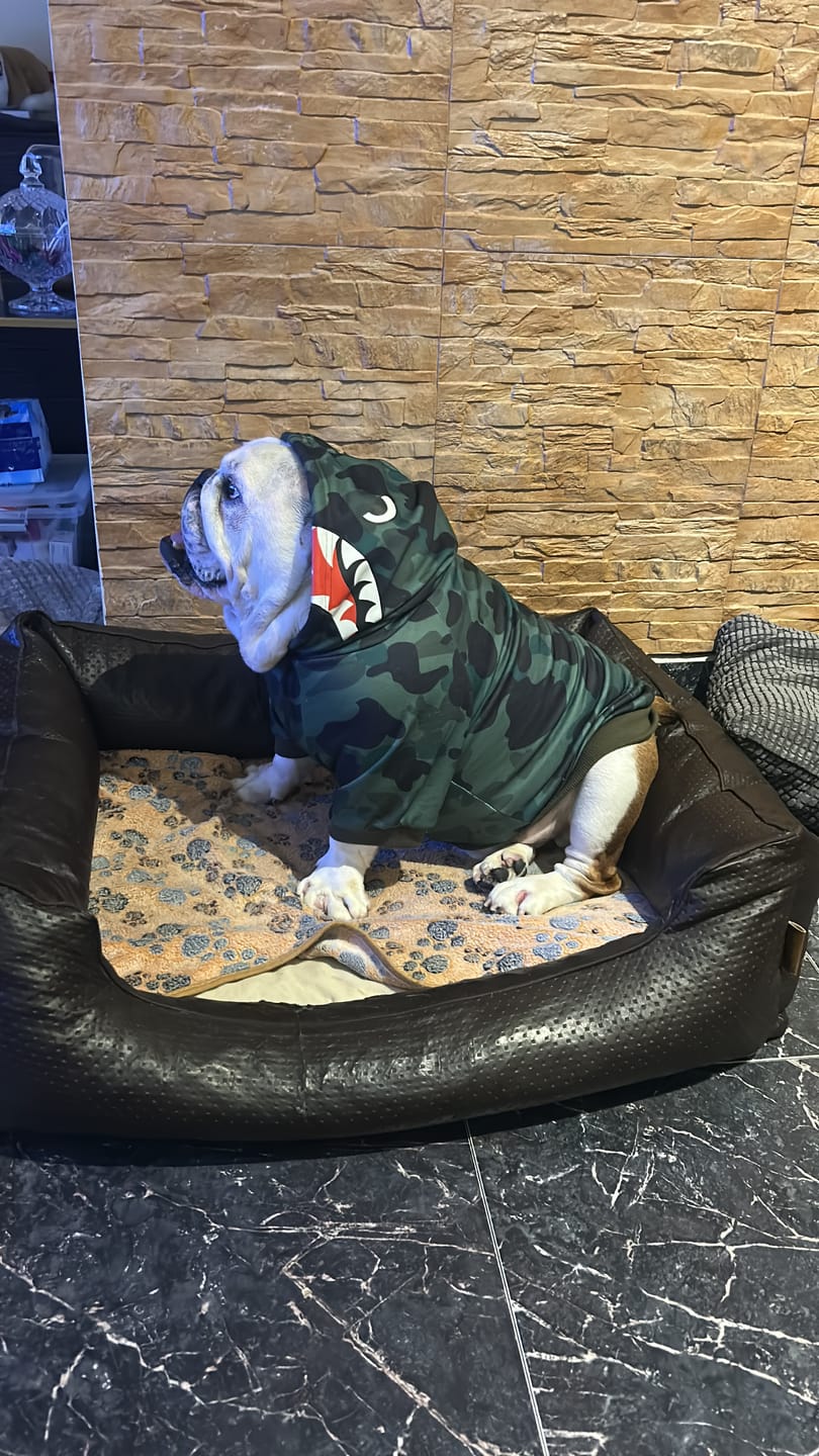 Customer photo review of Shark Monster Dog Hoodie - Green Camo