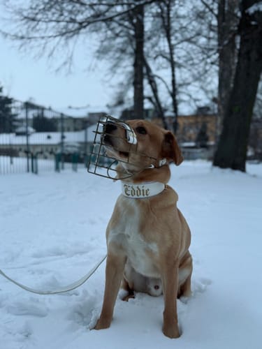 Customer photo review of Maulkorbberatung (online)