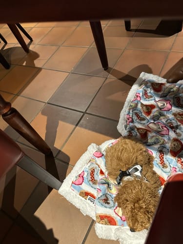 Customer photo review of Dog Blankie - My Fur Ever Love