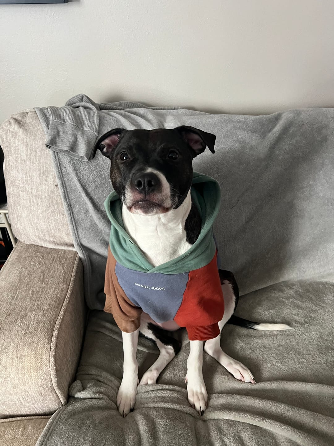 Customer photo review of Alpine Dog Hoodie