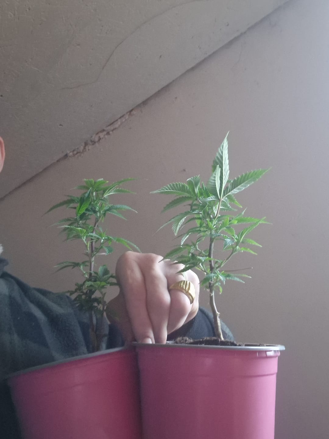 Customer photo review of Hanfstecklinge | Epic Buzz