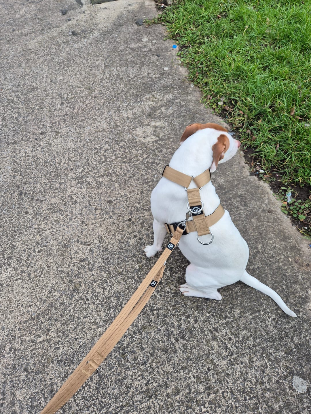 Customer photo review of Training Double Ended Dog Lead | 2m Length -  Tan