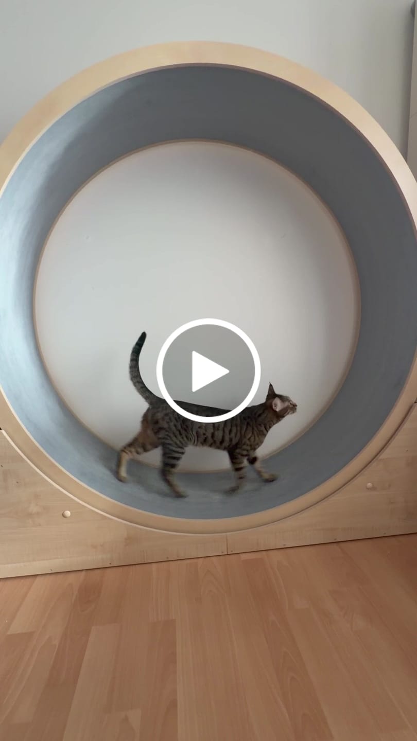 Customer video review of Elmato Katzenlaufrad Simba