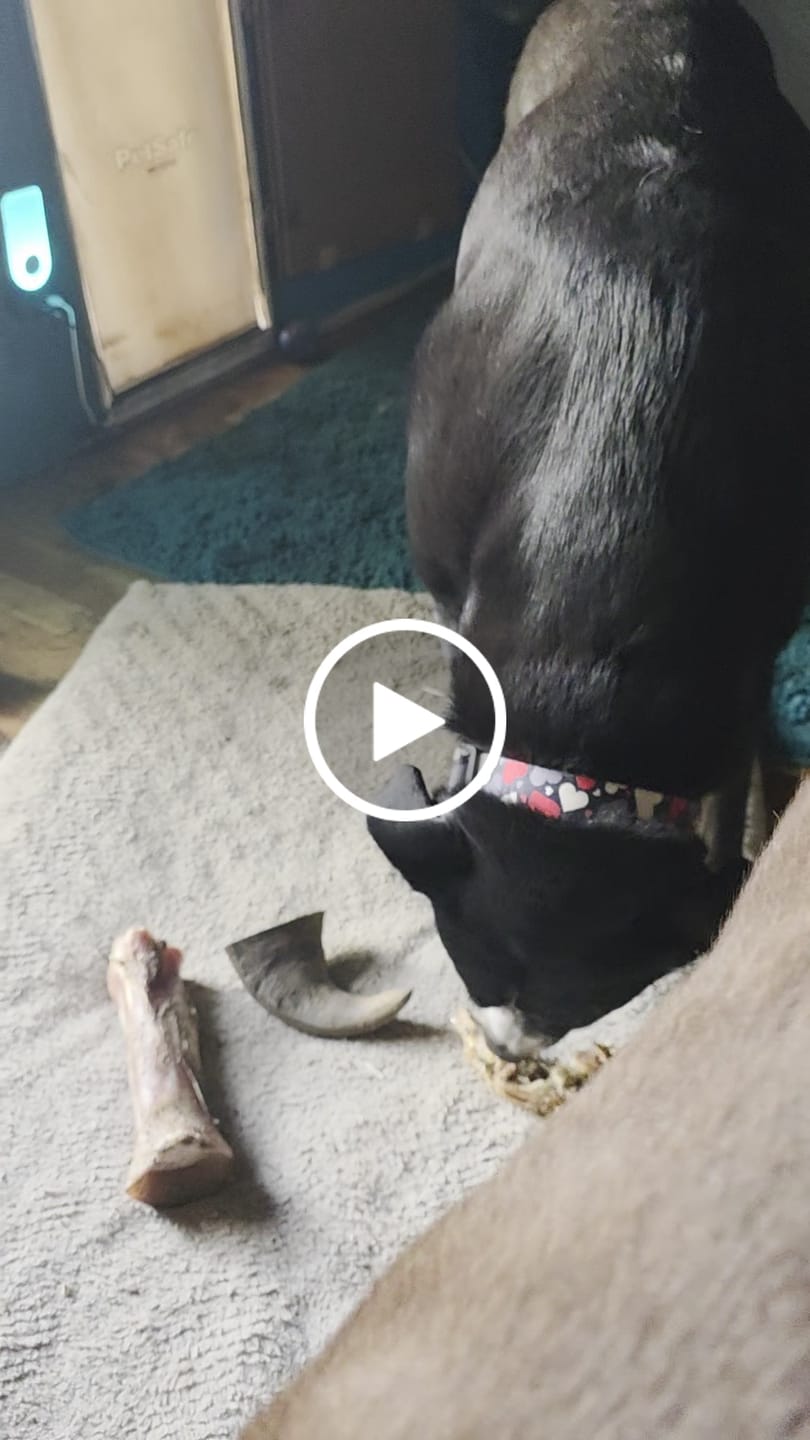 Customer video review of Ostrich Rib Chew (8" x 3.5"): The Long-Lasting, Flavorful Chew for Small and Medium Dogs - 2 Pieces