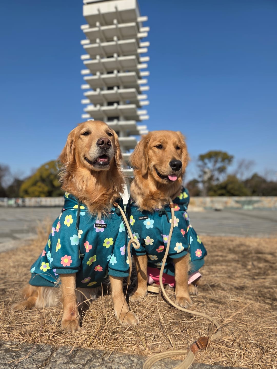 Customer photo review of Daisy Dog Hoodie - Green