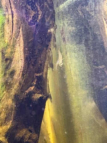 Customer photo review of Amano Shrimp