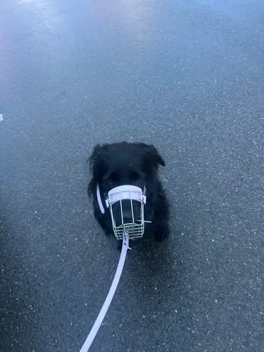 Customer photo review of Maulkorbberatung (online)