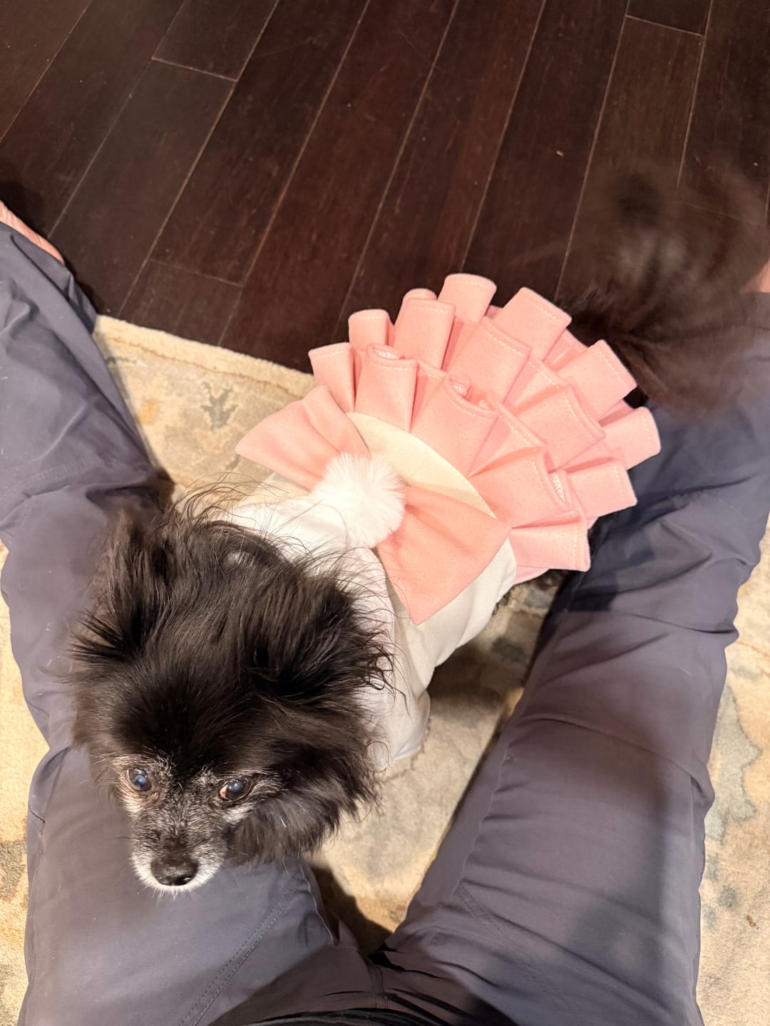 Customer photo review of Warm Fleece Bow Layered Dog Dress Jacket