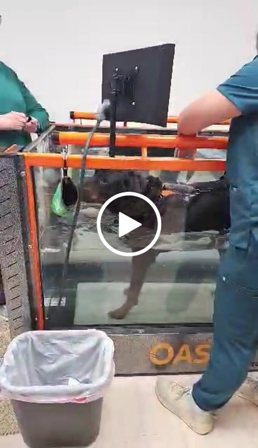 Customer video review of Royal Canin Gastrointestinal Low Fat + Hydrolyzed Protein Dry Dog Food