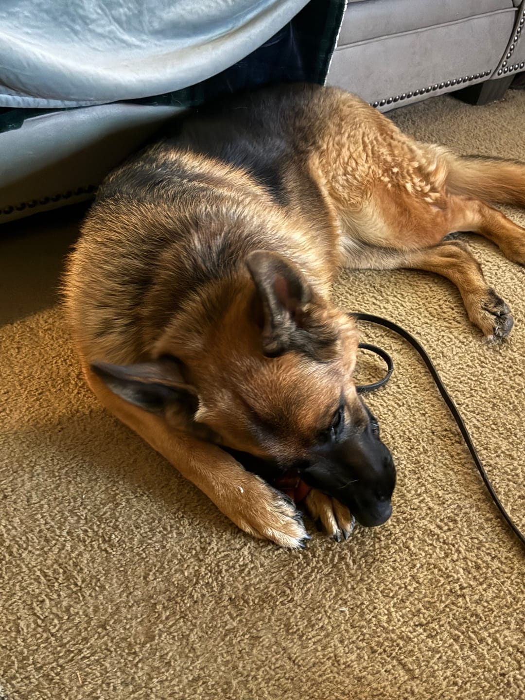 Customer photo review of 12 Inch Monster Braided Bully Stick