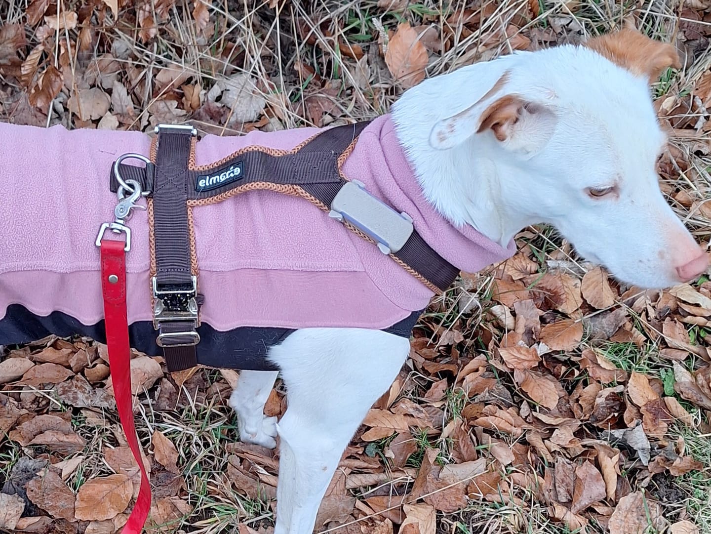 Customer photo review of Windhundgeschirr PRO "Toffee"