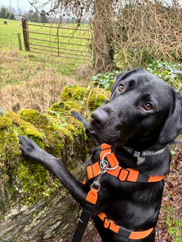 Customer photo review of Training Anti Pull TRI-Harness® | M-XL Breeds - Orange