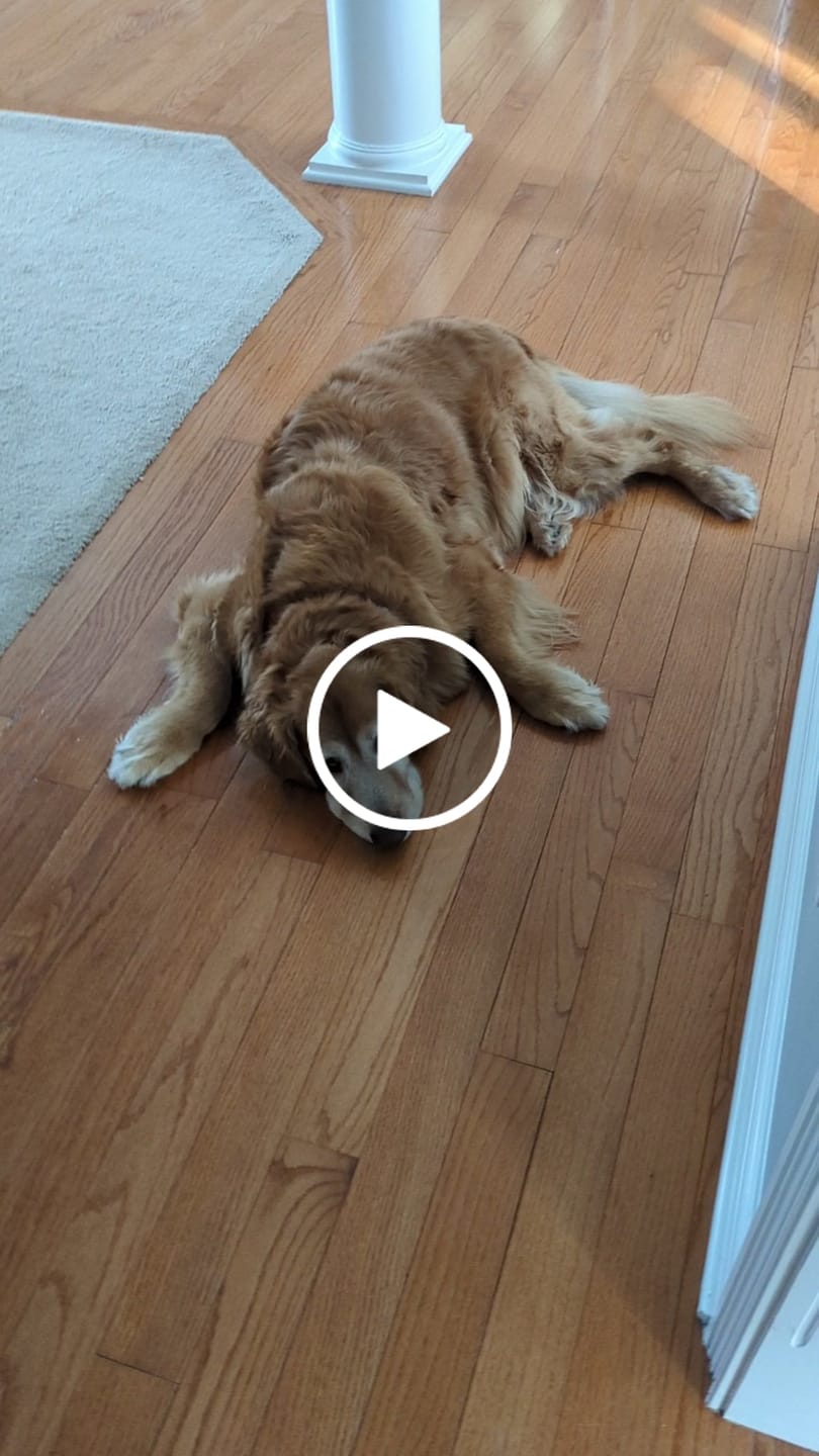Customer video review of BUY 2 BAGS & SAVE iHeartDogs Allergy & Itch Relief Chews for Dogs