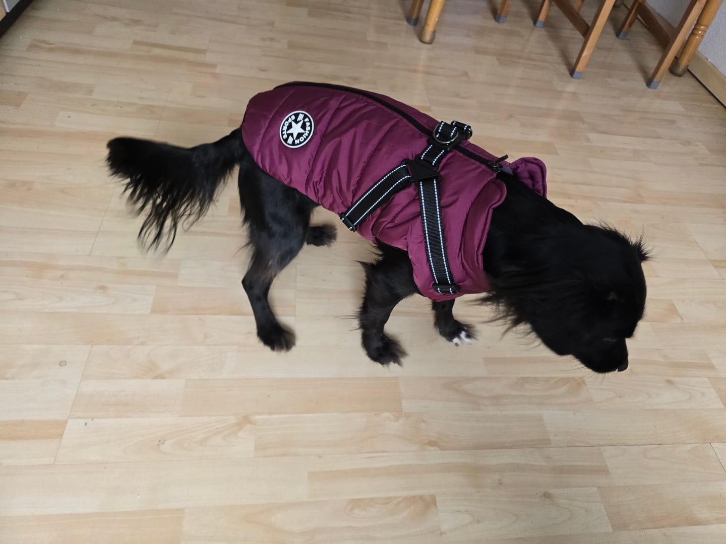 Customer photo review of Emmalove - Wasserdichter Hundemantel Extreme