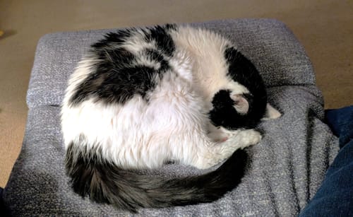 Customer photo review of 1x Blisso Advanced Cat Probiotic