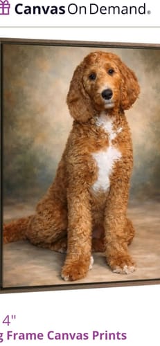 Customer photo review of Precision Paw Trimmer Attachment for Grooming Vacuum