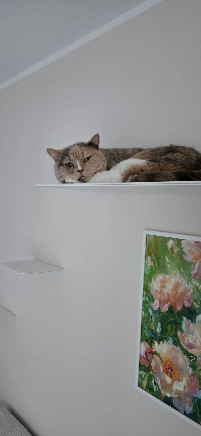 Customer photo review of STYA Katzen Kletterwand | XXL Wandliege WL180