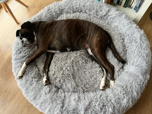 Customer photo review of Puppery Hundebett Wolke 7 - Das Original