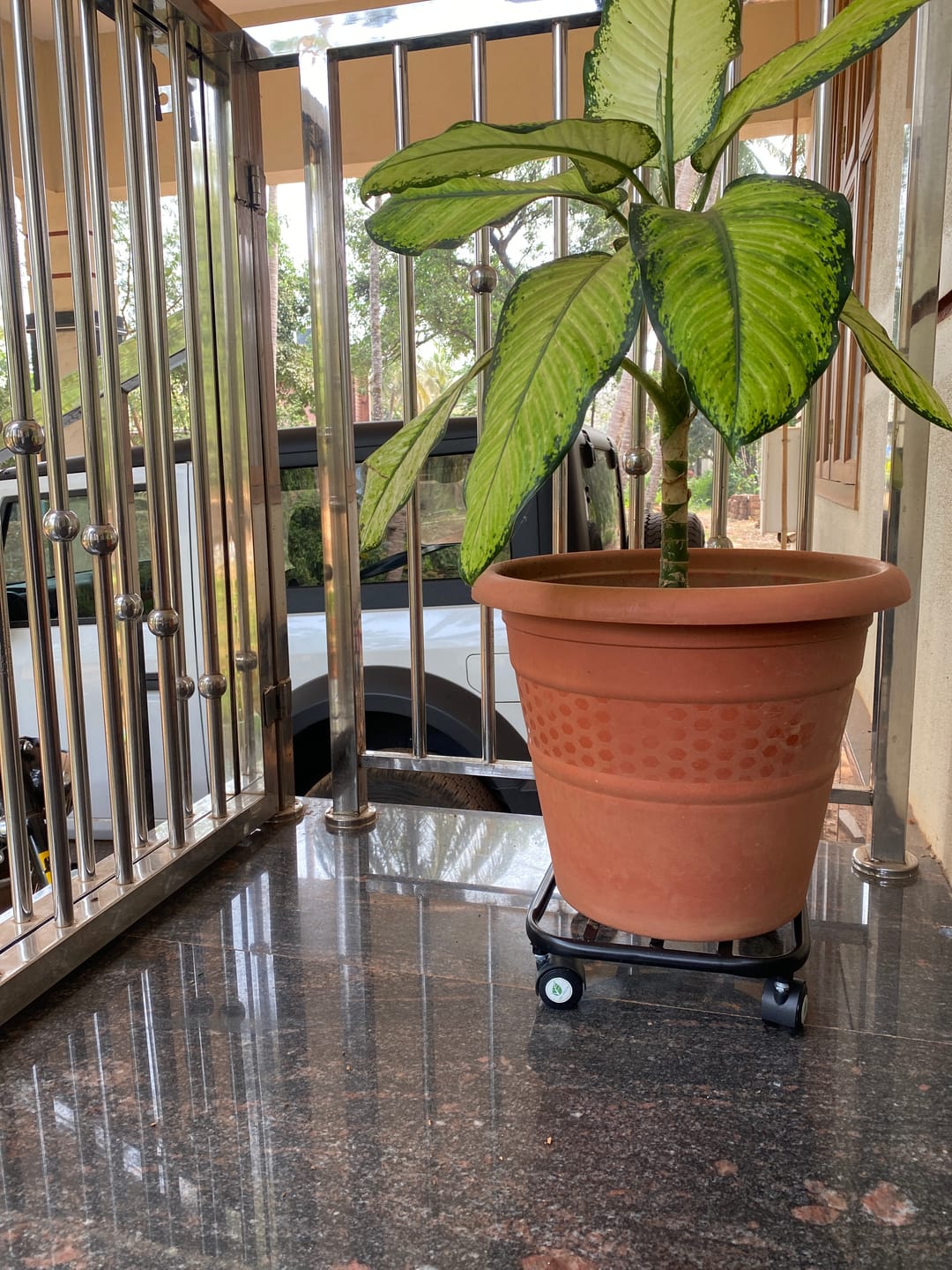 Customer photo review of TryGreen Daze Wheel Rolling Plant Stand for Planters