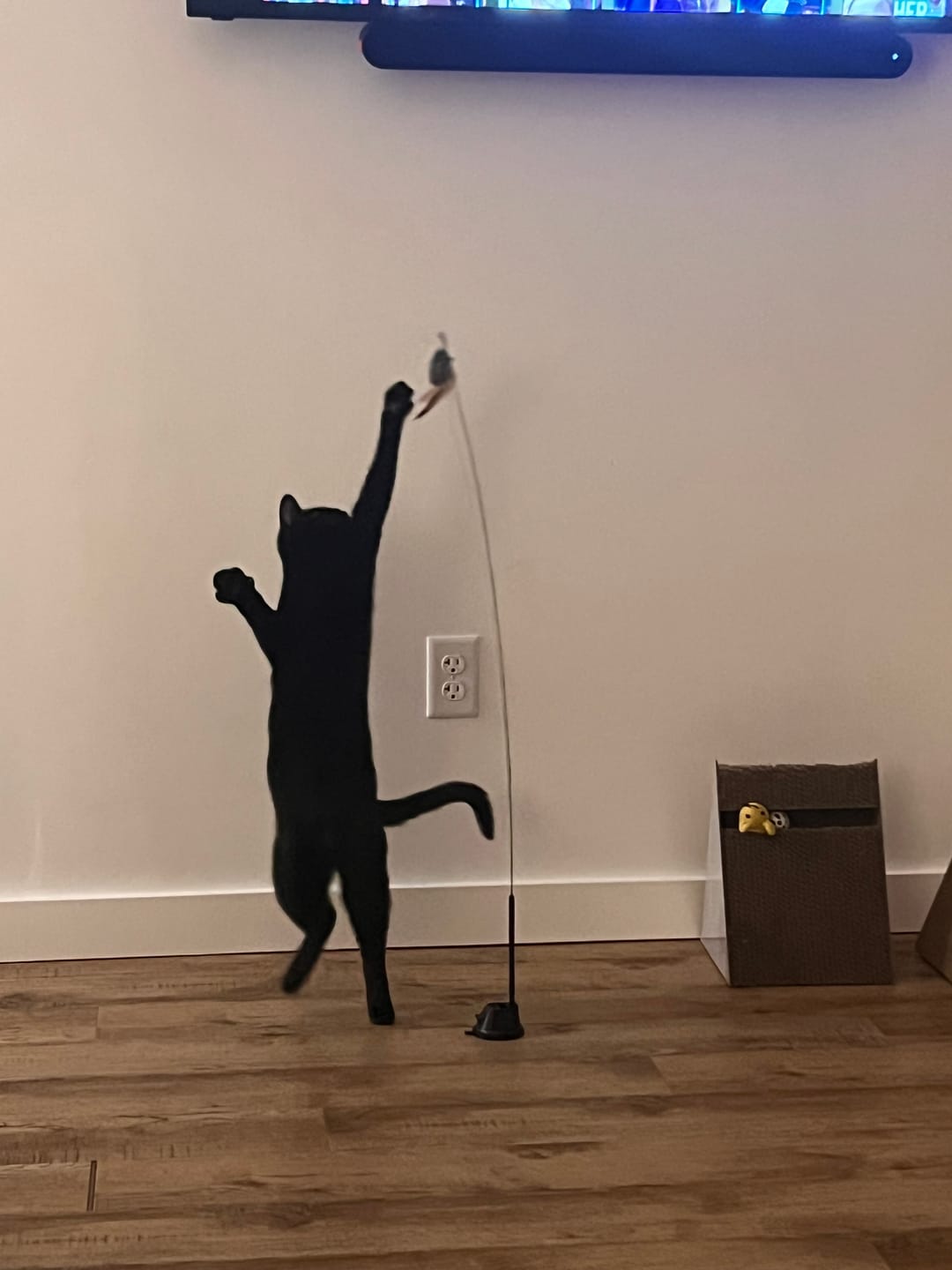 Customer photo review of Interactive Bird Simulation Cat Toy Set | Leo's Paw