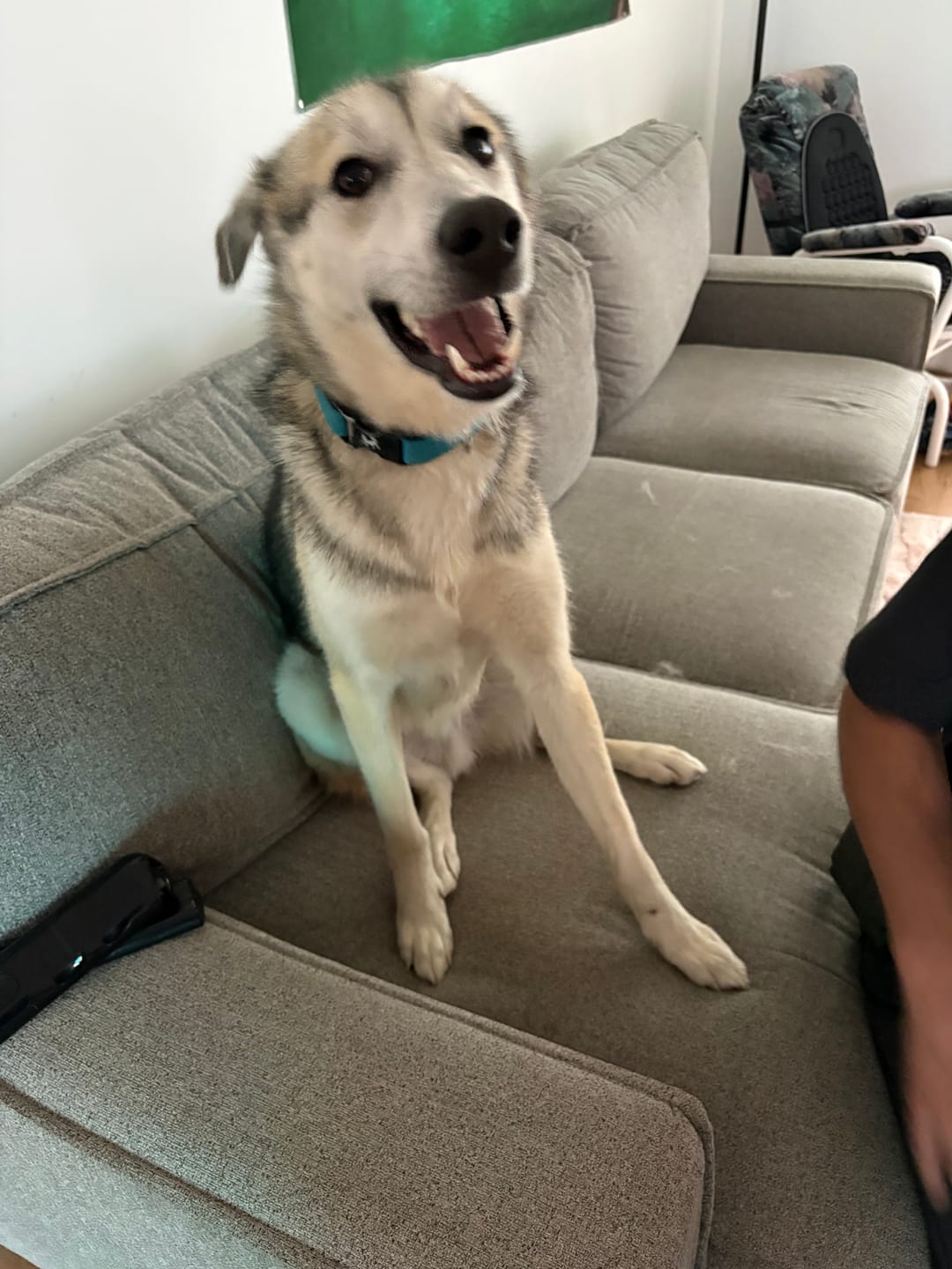 Customer photo review of 6 Inch Jumbo Braided Bully Stick