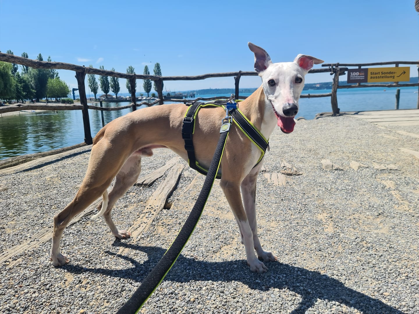Customer photo review of Windhundgeschirr REFLEX "Yellow"