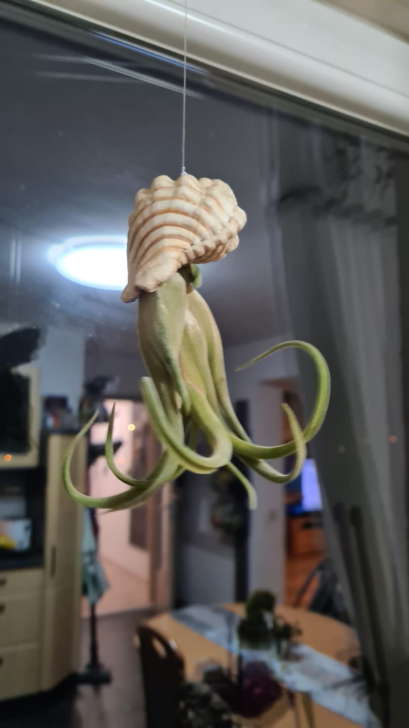 Customer photo review of Tillandsia caput medusae