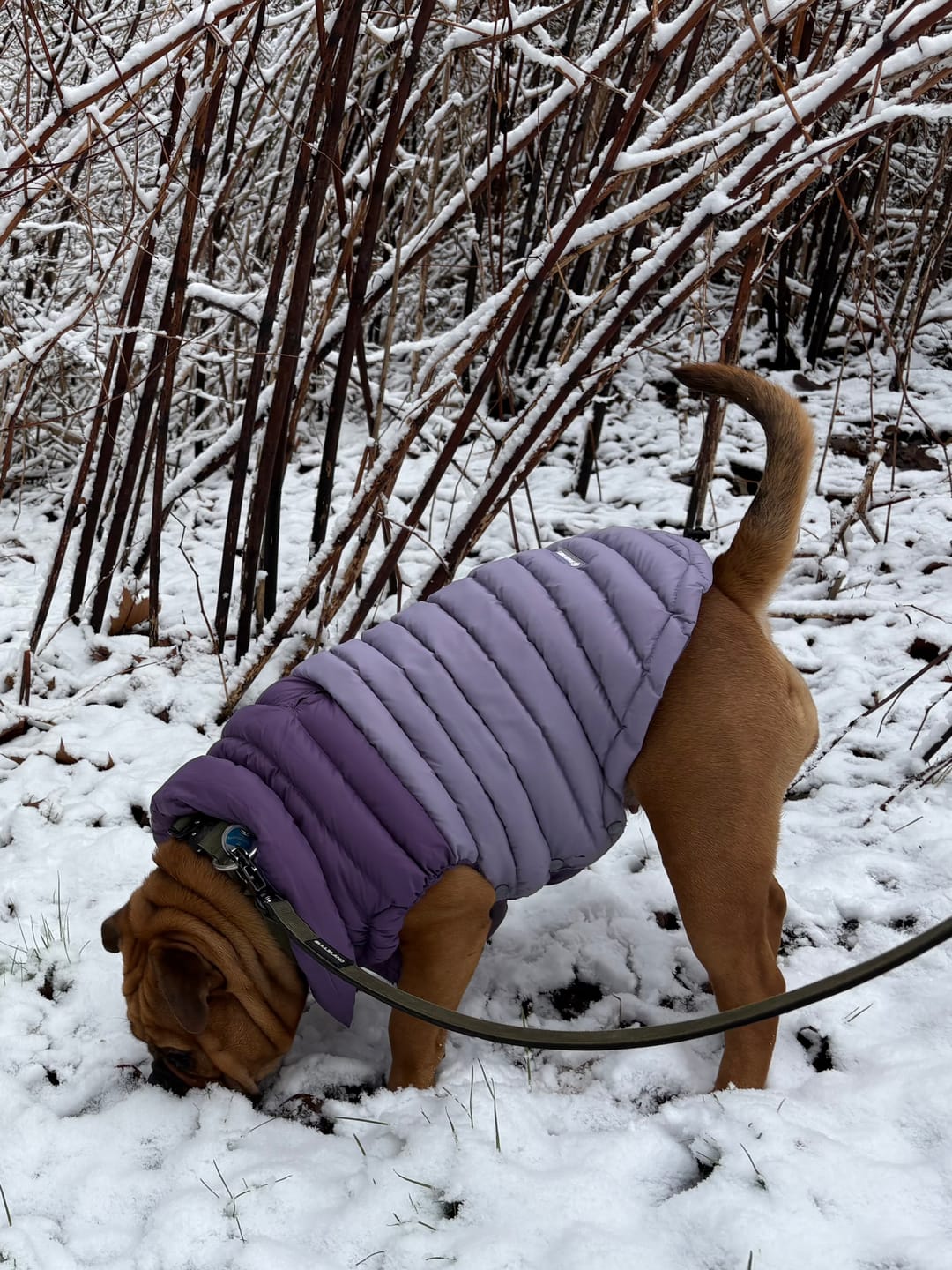Customer photo review of PuffShield Winter Jacket -  Purple