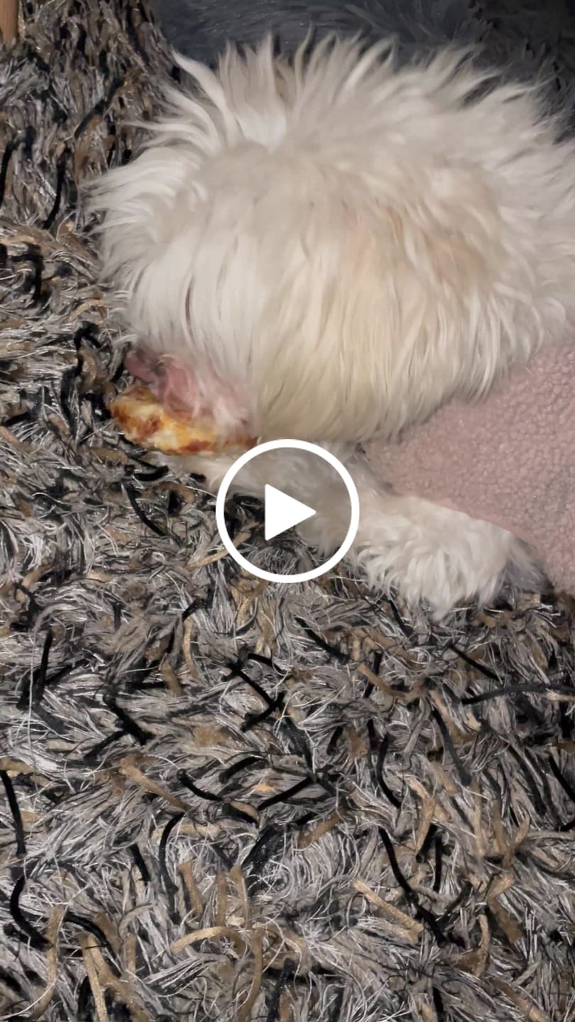 Customer video review of Barkii - Kollagen Donuts m. Kylling