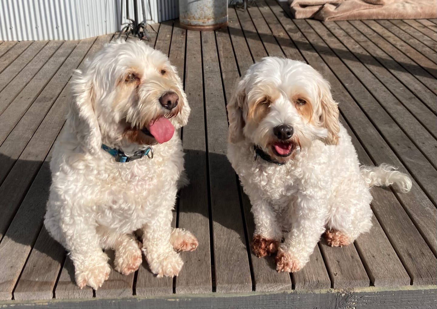 Customer photo review of Chicken Bics Premium Dry Food