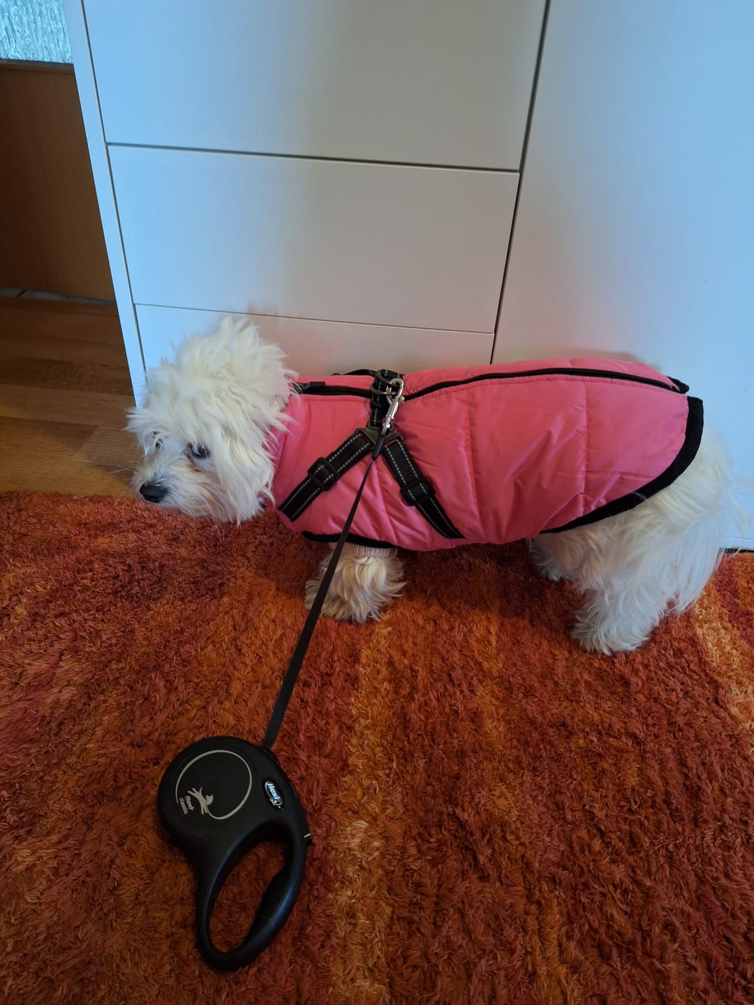 Customer photo review of Emmalove - Wasserdichter Hundemantel Extreme