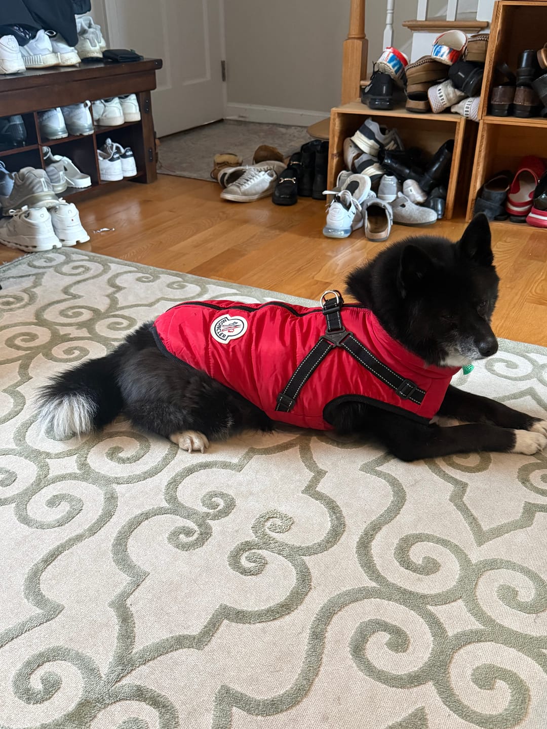 Customer photo review of Designer Dog Harness Coat