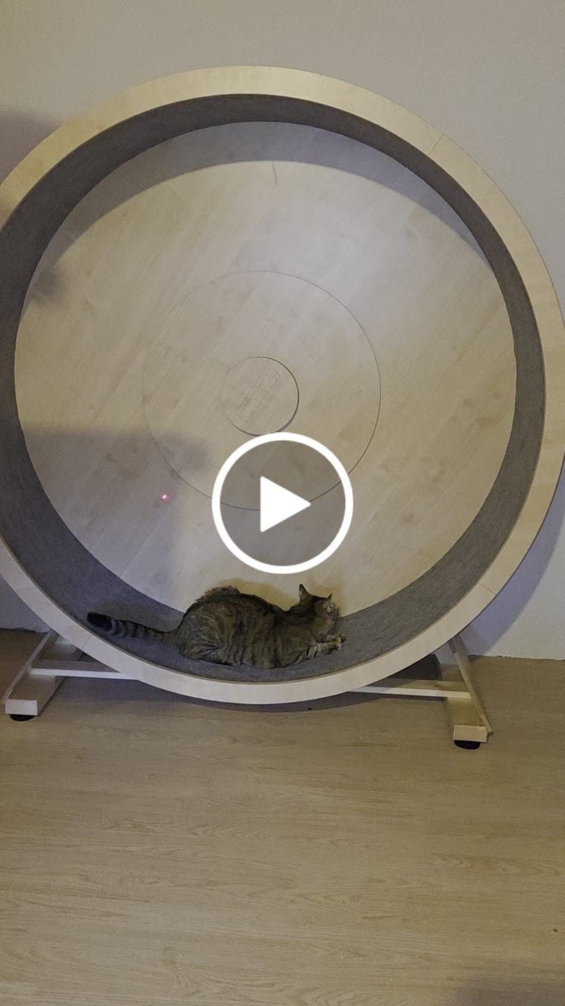 Customer video review of Elmato Katzenlaufrad Rocky Standmodell