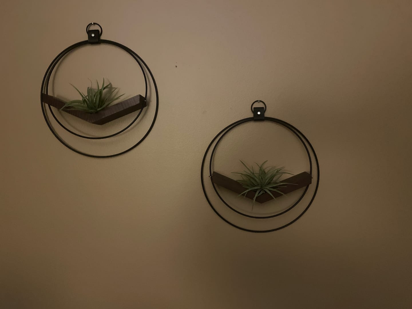 Customer photo review of Air Plant V-Hanger Duo