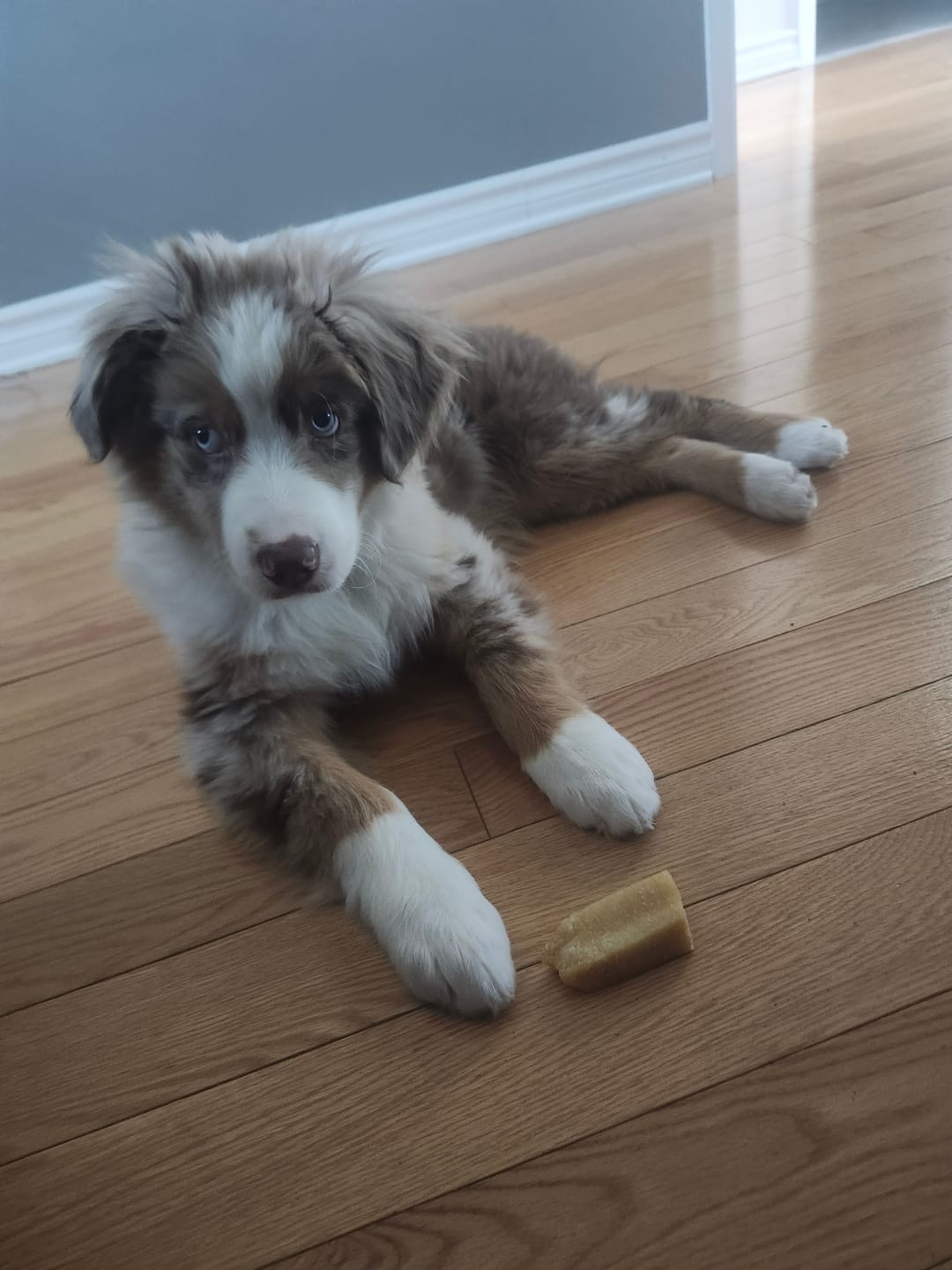 Customer photo review of Himalayan Yak Chew (MEDIUM)