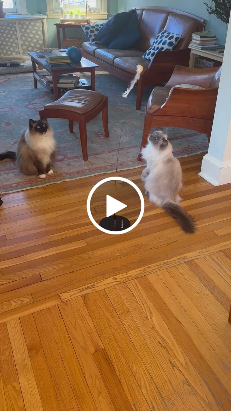 Customer video review of Weighted Plate (Interactive Bird Simulation Cat Toy)