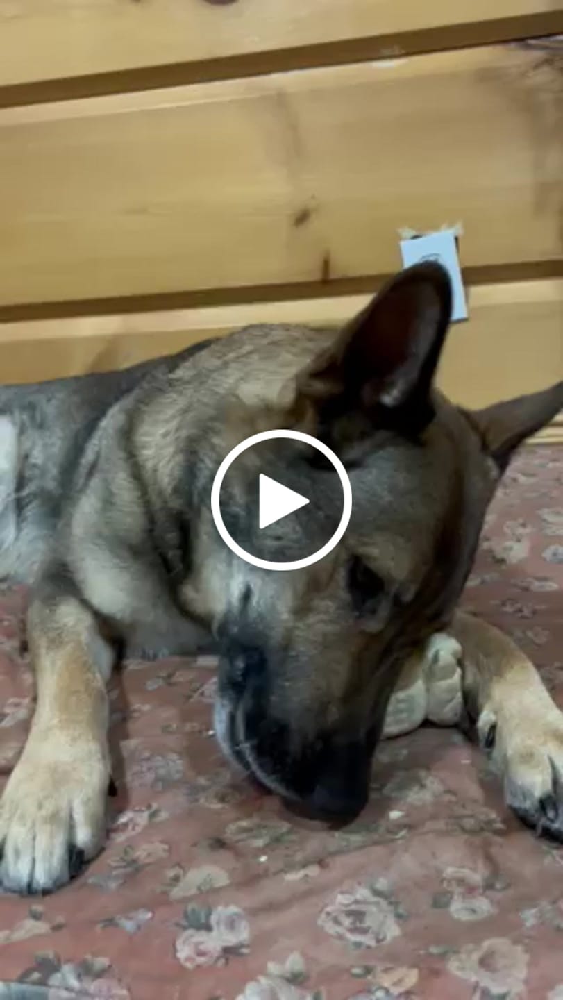 Customer video review of 6 Inch Jumbo Bully Stick