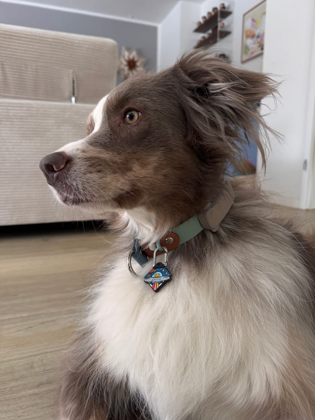 Customer photo review of Astrodash - Silent Dog ID Tag