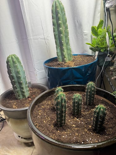 Customer photo review of Trichocereus Peruvianus | Peruvian Torch Cactus
