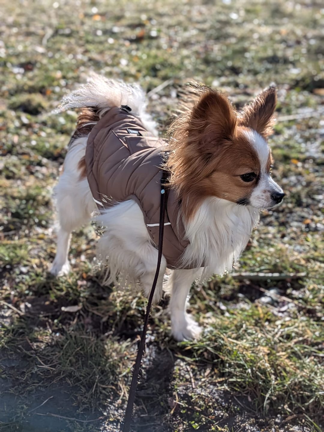 Customer photo review of WarmShield Water-Resistant Jacket - Tan