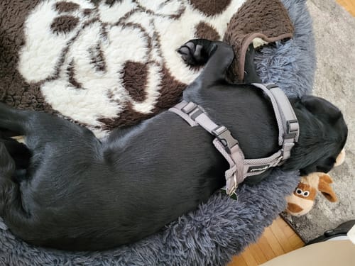 Customer photo review of Puppery Hundebett Wolke 7 - Das Original